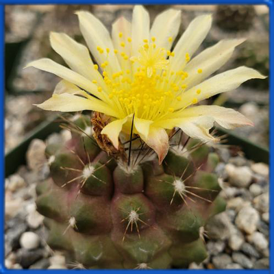 Copiapoa humilis KH 1058