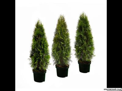 Туя Смарагд - Smaragd 150 см
