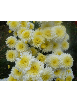Хризантема корейская Элен
