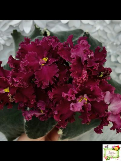 РМ-Black Cherry (Н. Скорнякова) 2022 г.