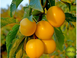 Алыча. СЛИВА РУССКАЯ "СОНЕЙКА"