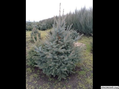 Ель Глаука - Glauca