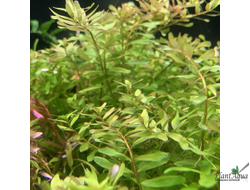 Ротала Цейлон (меристемная) АЗИЯ