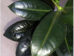 Ficus elastica cv. 'Melany' / фикус мелани