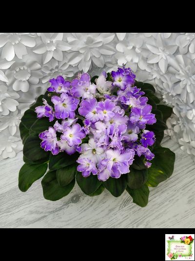 LV-Цветы для Любимого (Л. Шевелева) 2025 г. трейлер (клакамасный лонг)