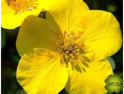 Лапчатка кустарниковая "ГОЛДФИНГЕР" (БЫСТРО РАСТЕТ)