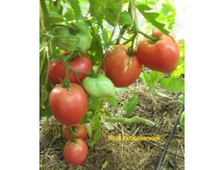 Томат Яша югославский (Yasha Yugoslavian)
