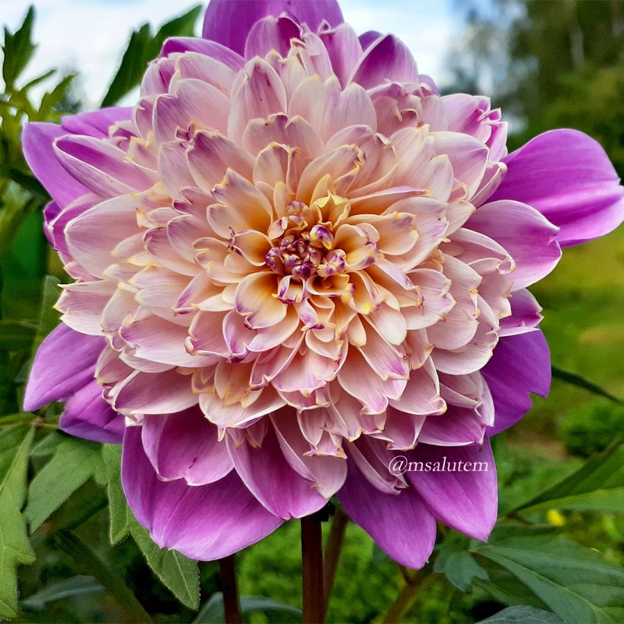 Георгина Anemone Flowering Take Off dahlia Тейк Офф