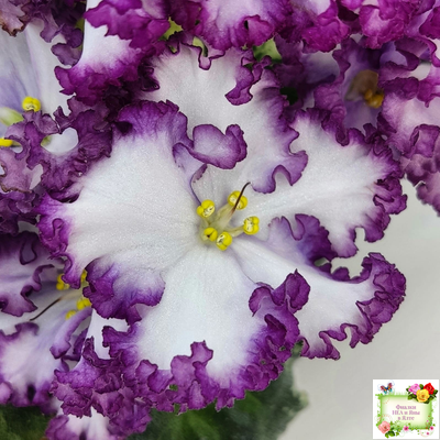 АВ-Навсегда (Фиалковод) 2021 г. (лист посажен 03.11.25)