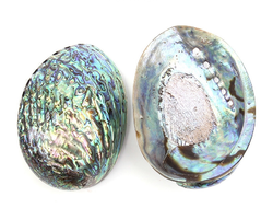 Ракушка 12-14 см.