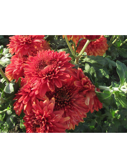 Хризантема корейская Гомпи ред