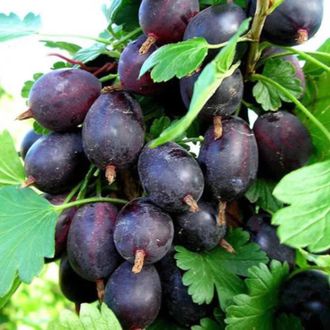 Крыжовник "Черносливовый"