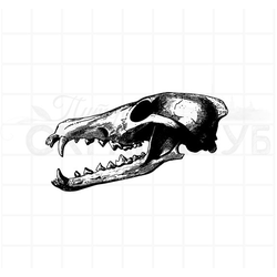 штамп винтажный скелет череп медведя