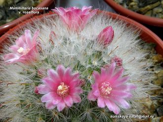 Mammillaria bocasana v.roseiflora - 10 семян