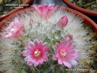 Mammillaria bocasana v.roseiflora (семена)