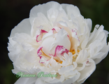 Paeonia Festiva Maxima