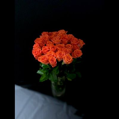 Роза  Россия сорт Вау 50 см. 25 шт.