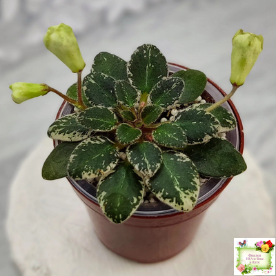 Н-Капелька (Н. Бердникова)