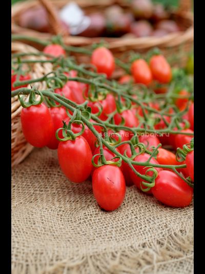 Томат Сызранские Дамские Пальчики, 10 шт.