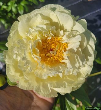 Paeonia Lemon Chiffon