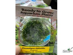 Глоссостигма (меристемная) Сингапур