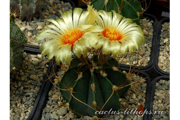 Astrophytum senile v.aureum