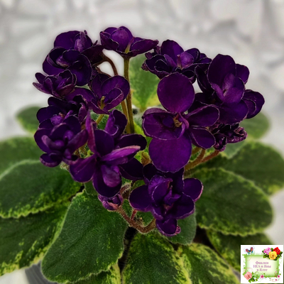 ЛЕ-Мия (Е.Лебецкая) 2018 г.