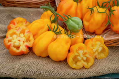 Томат Drapee (Драпированный), 10 шт