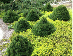 Ель обыкновенная Tompa, C5