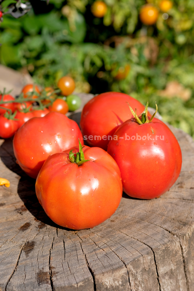 Томат Минусинский Бочковой, 10 шт