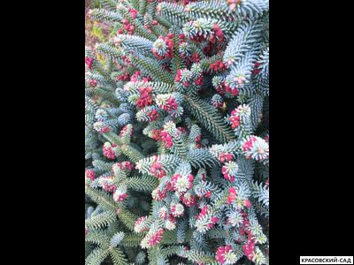 Пихта испанская Глаука