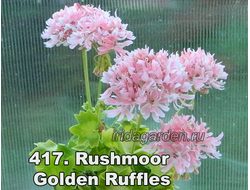 Пеларгония Rushmoor Golden Ruffles