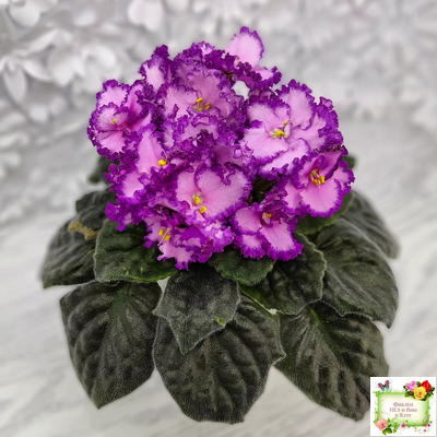 Lyon's Pirate's Treasure (S. Sorano) (8529) 11/09/1996