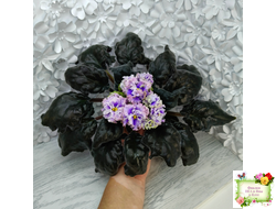 БР-Зимняя Метель (С. и Н. Буркацкие) 2021 г.