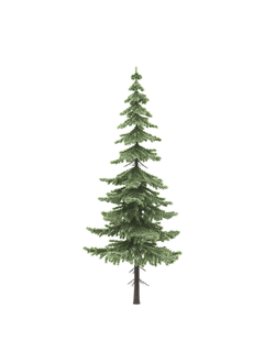 хвойные Ель fir-tree_02