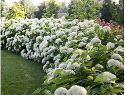 Гортензии древовидные