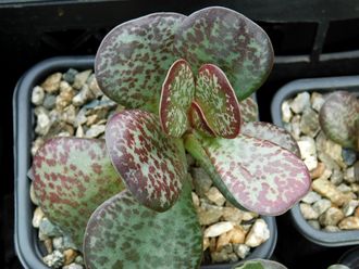 Adromischus maculatus (плоский) - (лист 2х2 см без корней)