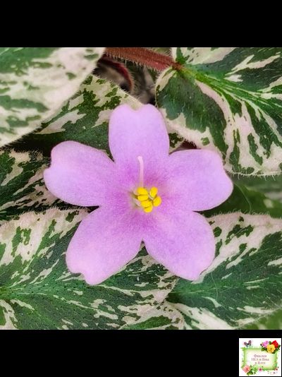 Adeara (P. Tracey) (3975) 06/02/1980 трейлер