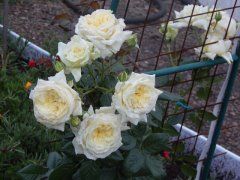 Эльф  (Elfe)  клаймбер. Evers