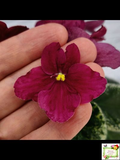 Mac's O'Scarlet O'Hara (G.McDonald) (Макс ОСкарлет Охара)