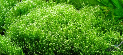 Риччия плавающая (Riccia fluitans)