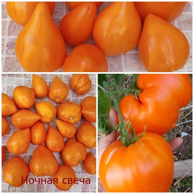 Томат Ночная свеча (Night Candle)
