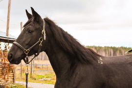 Аренда учебной лошади