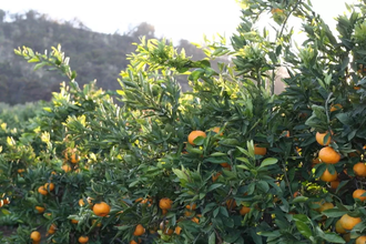 Мандарин желтый (Citrus reticulata) Египет, 5 мл - 100% натуральное эфирное масло