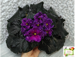 НД-Магнитная Аномалия Люкс (Н. Данилова-Суворова) (сортовой стартер)