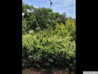 Можжевельник Холгер - Holger