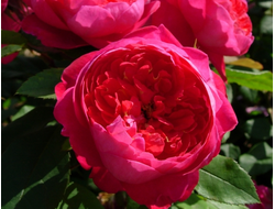 Роза английская Benjamin Britten® (AUSencart), C5