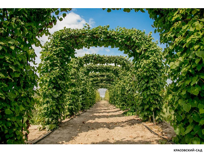 Топиар Арка из Липы мелколистной - Tilia cordata