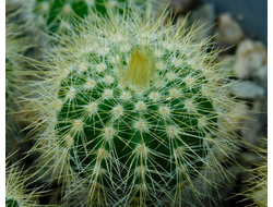 Eriocactus warasii HU 1489 (D=18-20mm)