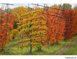 Топиар клён Гиннала в форме шпалеры